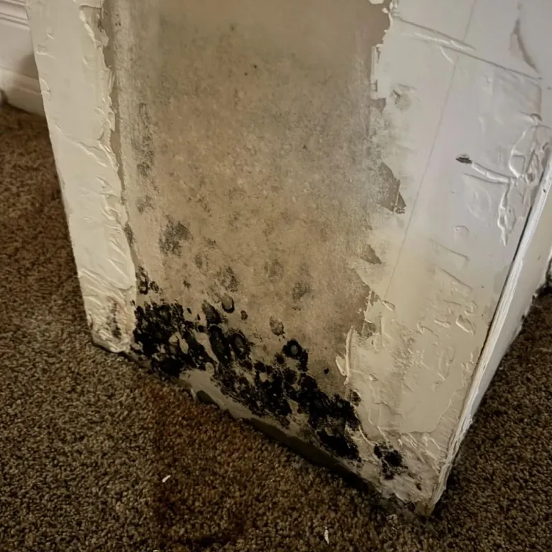 Professional Mold Removal in Woodford County, KY
